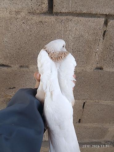 Птицы: Голубь декоративный, окрас светло-серый с кофейно‑рыжими пятнами на — 8