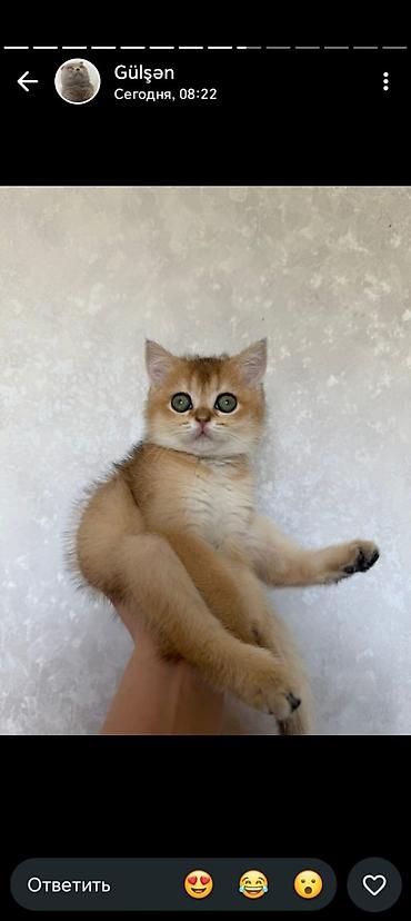 Кошки: Шотландская вислоухая — 4