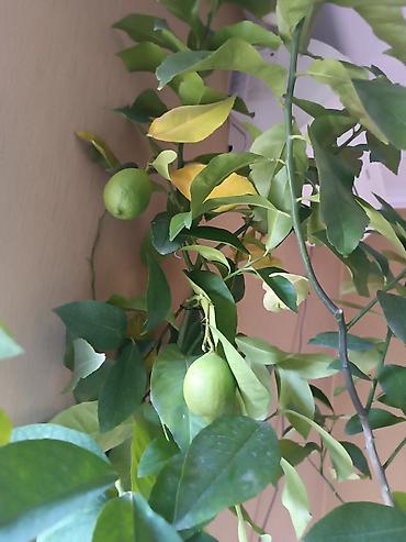 Лимоны: Плодоносящий 🍋 лимон. Высота более 2 метров — 3