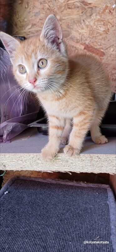 дом животные: Рыжий котенок девочка где то 2 месяца.Цвет глаз рыже-голубые.Живёт на