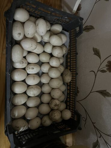 ördək yumurtası satışı: Dişi, | Lal ördək, Yumurtalıq, Ünvandan götürmə, Ödənişli çatdırılma