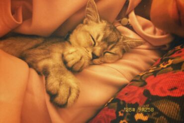 Вязка кошек: Мальчик шотландский скотиш страйт Окрас : белая шиншила Нужна девочка — 7