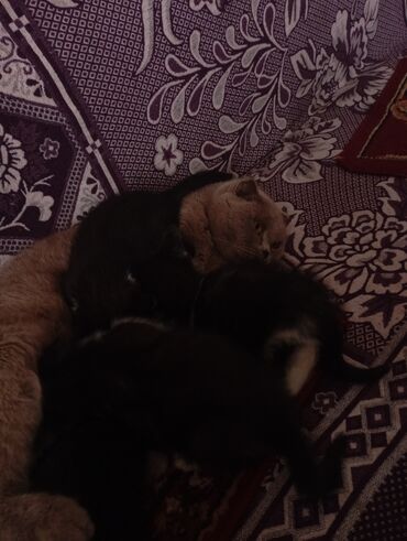 Продажа кошек: Котята от домашней кошки с вислыми ушками (на фото мама). Окрас у — 2