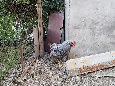 heyvan alqi satqisi: 4ay yarimliq erkek amroks.temiz qandir.hecbir problemi yoxdu.coxdu — 4