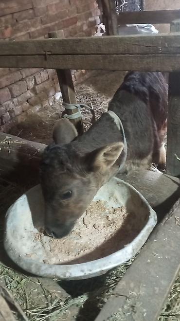 Коровы, быки: Продаю | Бык (самец) — 8