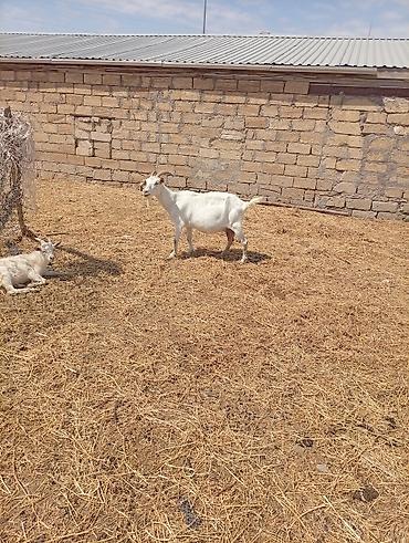 husky balası: SAF KAN MACAR VE FIRANSIZ SANEN KEÇİLERİ - Növ: süd və ətlik yerli — 2