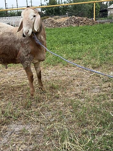 хатико собака: Продаю | Баран (самец) | Для разведения — 10