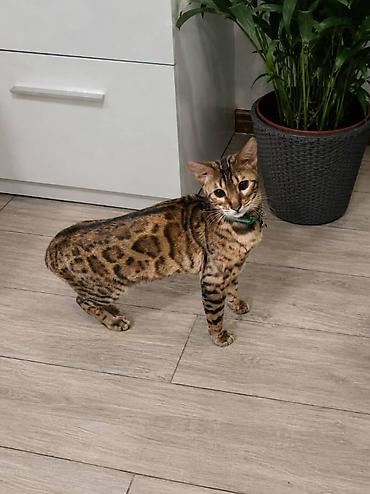 кошка манас: Бенгальские котята с ярким розеточным окрасом - Порода: бенгальская — 9