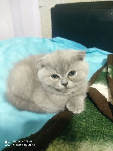 Pişiklər: Şotland, Erkək, Dişi, Yaxşı əllərə, Ünvandan götürmə — 21