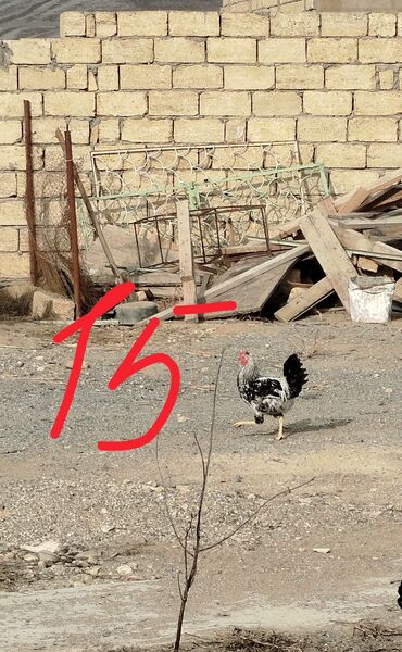 Xoruzlar: Hər cürə xoruzlar var ustunde qiymətləri var Təsvir: - Şəkillərdə — 3