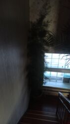 кухонные столы бишкек: Кофейное дерево at lalafo.kg кухонные столы бишкек: Кофейное дерево