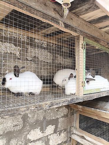 berde mal bazari: Qiymetle bagli zeng edin chun ki her qiymete var 10 manatdan 35 manata — 6