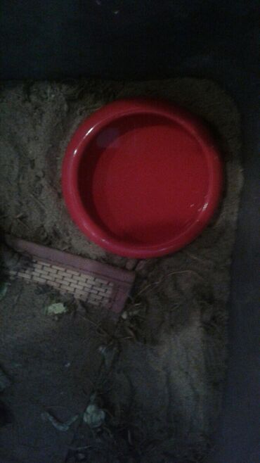 Su və yem qabları: Heyvanlar ucun aksesuarlar satilir Qushlar ve dovsanlar ucun Yem qabi -da lalafo.az — 15 Su və yem qabları: Heyvanlar ucun aksesuarlar satilir Qushlar ve dovsanlar ucun Yem qabi — 15