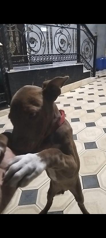 it satan: Pitbul, 4 ay, Erkək, Peyvəndli — 1