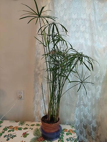 комнатный цветы: Комнатные растения в горшках: 1) Сансевиерия (Sansevieria — 2