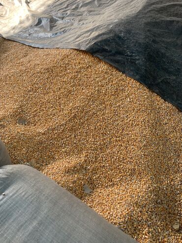 кормовая кукуруза: Срочно срочно продаю кукуруз 15 сом Токмок