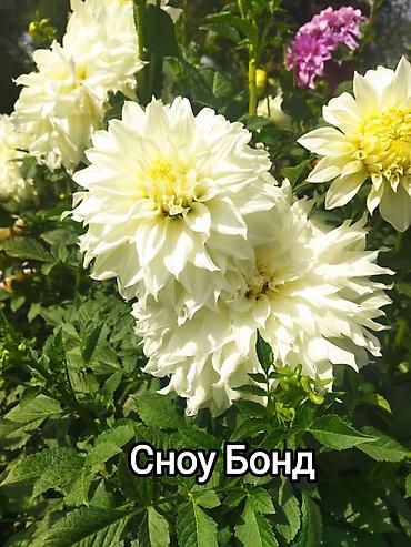 Другие садовые цветы и кустарники: Георгины — сортовые коллекционные. Подажа сортовых коллекционных — 14