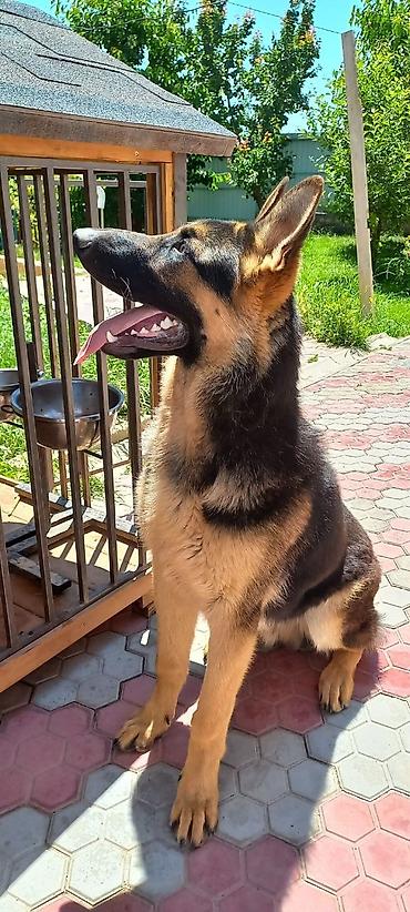 Продажа собак: ❗️❗️❗️❗️ВЯЗКА ❗️❗️❗️Восточно европейская овчарка .Сильный мощный — 8