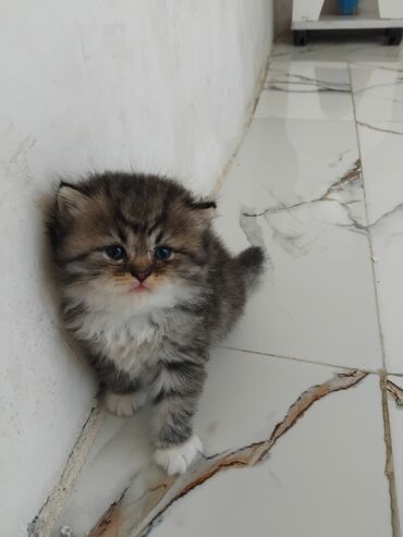 şılşıla pişik: Erkək, Dişi