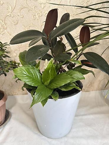 Фикусы: Комнатное растение в одном горшке: композиция из фикуса каучуконосного — 2