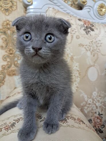 scottish fold satilir: Британская, Самец, Самка, Бесплатная доставка