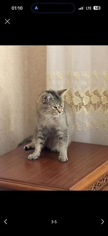 Кошки: Шиншилла, Самка, В добрые руки, Платная доставка — 1