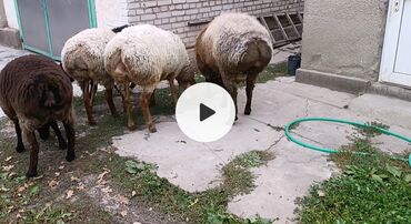 шприц для животных: Сатам | Ургаачы кой (ургаачы) | Көбөйтүү үчүн | Асыл тукумдуу
