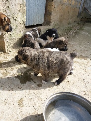 alman qoyun iti - Azərbaycan: Coban iti balasi 1 aylik tecili satilir