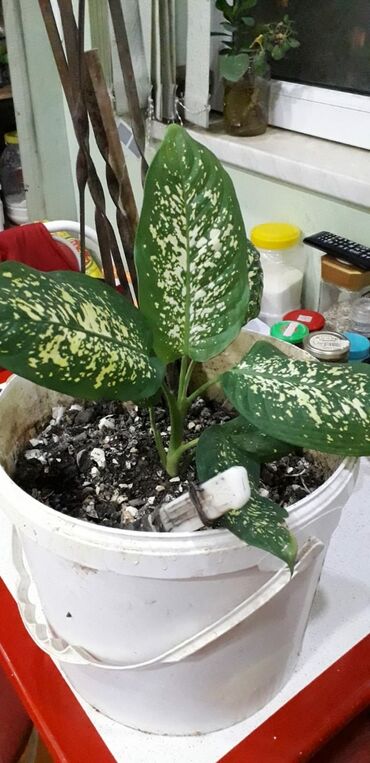 Otaq bitkiləri: DİFENBAHYA BÖYÜYÜB İRİ BİR DİBÇƏK BİTKİSİ OLUR ŞƏKİLLƏRİ VAR BAXIN — 4