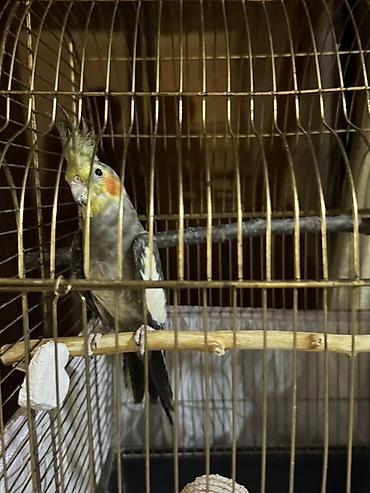 ev quslarinin satisi: Nimfa (Cockatiel) və qəfəs dəsti Tam sağlan quşdu həmişə vitaminli — 2