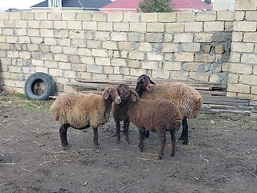 keci disi: Dişi, il: 3, Damazlıq, Ünvandan götürmə — 1