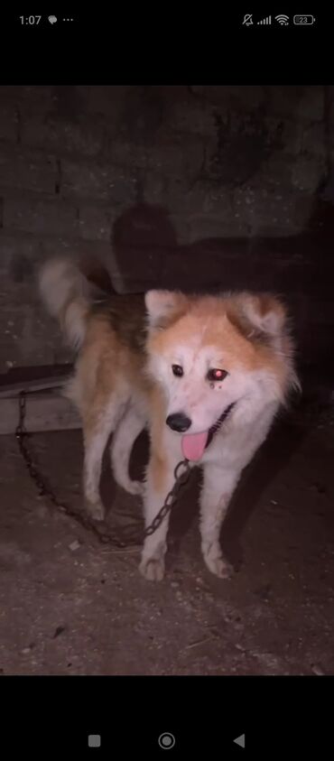 heyvan bazari itlerin satisi: Akita-inu, 1 il, Erkek, Peyvəndli, Ünvandan götürmə