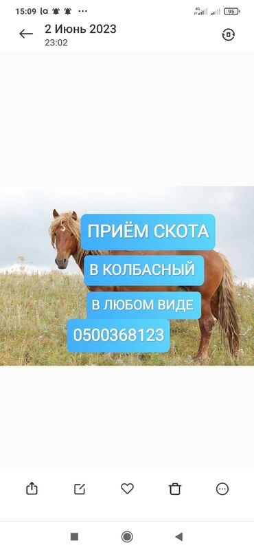 скупка авто кыргызстан: Куплю | Коровы, быки, Лошади, кони | Круглосуточно, Любое состояние, Забитый