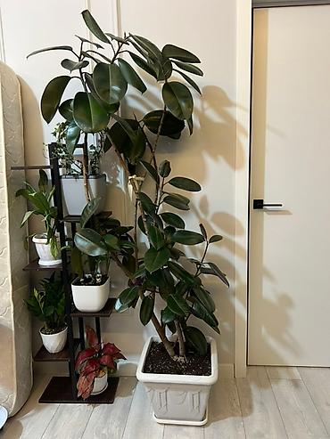 Монстеры: Монстера делициоза (Monstera deliciosa) – крупное — 13