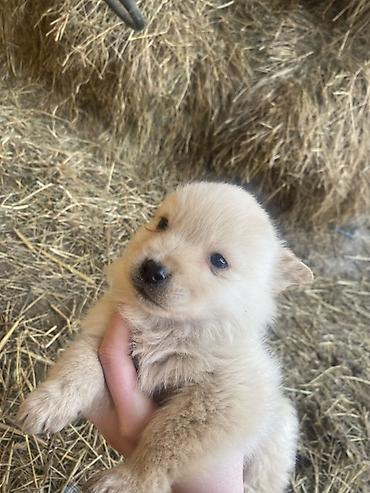 Psi: Štene mesanci otac zlatni retriver retrivera tek prijeli nisu — 9