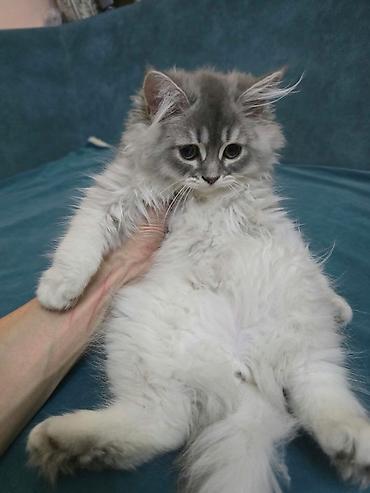 ragdoll pisik: Şotland — 2