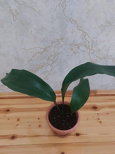 beqoniya: Qapalı güllər – 2 növ dekorativ bitki birgə 1) Aspidistra (Cast Iron — 2