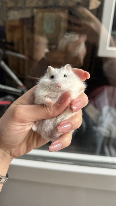 su donuzcuğu: Ağ rəngli, balaca və şirin hamster. Evdə saxlamaq üçün əladır