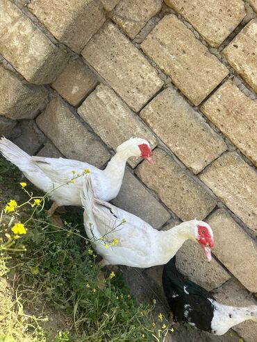 ördek qaz: Pulsuz çatdırılma