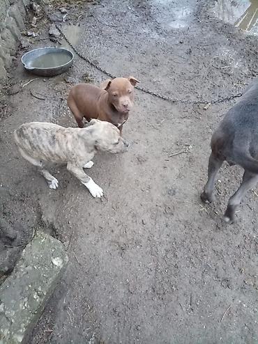 İtlər: Pitbul, 2 ay, Dişi — 5