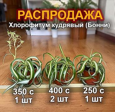 лимон дерево: Хлорофитум «Бонни» и Драцена Лемон Лайм Хлорофитум «Бонни» - красивое — 1