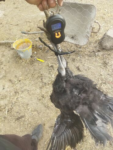 Индюки: Продаю | Индюк (самец) | Полукровка | На забой | Племенные — 7