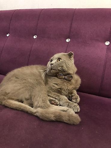 шиншилла котенок купить: Британская вислоухая — 6