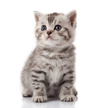 шиншилла британская кошка цена: Продаю котята рождёны к котёнок 3000 сом месячные котёнок 2000 сом
