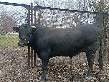 Коровы, быки: Продаю | Бык (самец) | Абердин-ангус | На забой, Для разведения, На откорм | Осеменитель, Искусственник — 11