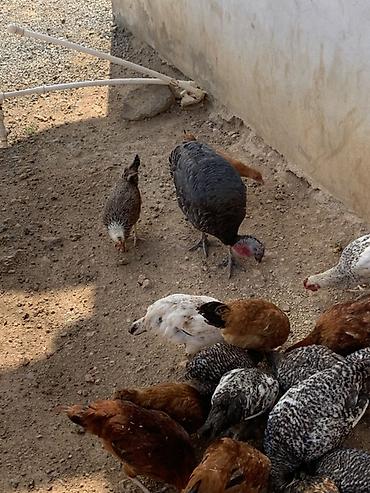 hinduşka balaları: Qarışıq ev quşları satılır - Hind toyuqları (hinduşka və paltarlı — 2