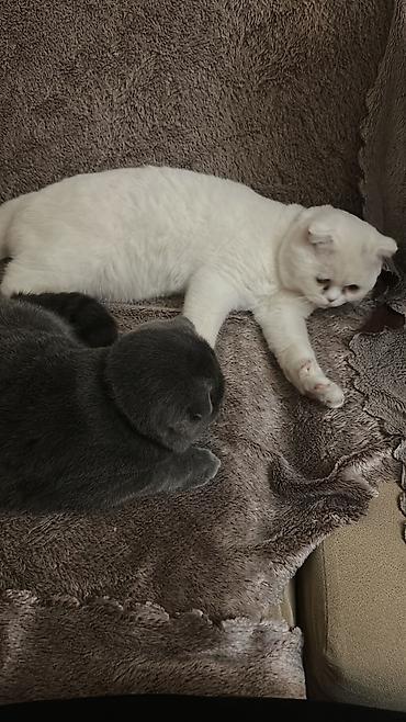 ragdoll pisik: Amerikan Shorthair, Erkək, Dişi, Ünvandan götürmə, Ödənişli çatdırılma — 6