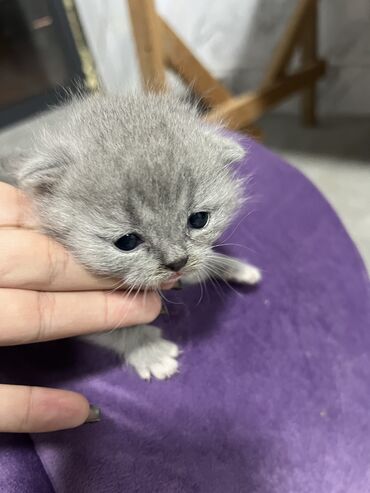 Животные: Британская короткошёрстная, 1 месяц, Девочка, Серый, Проглистована