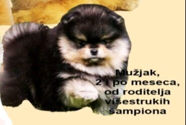 teacup pomeranian cena: Na prodaju cistokrvni stenci BOO pomeranca. Svih boja u ponudi! Nasi