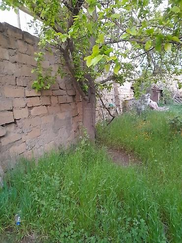 kənd: 8 sot, Kənd təsərrüfatı, Kupça (Çıxarış) — 2